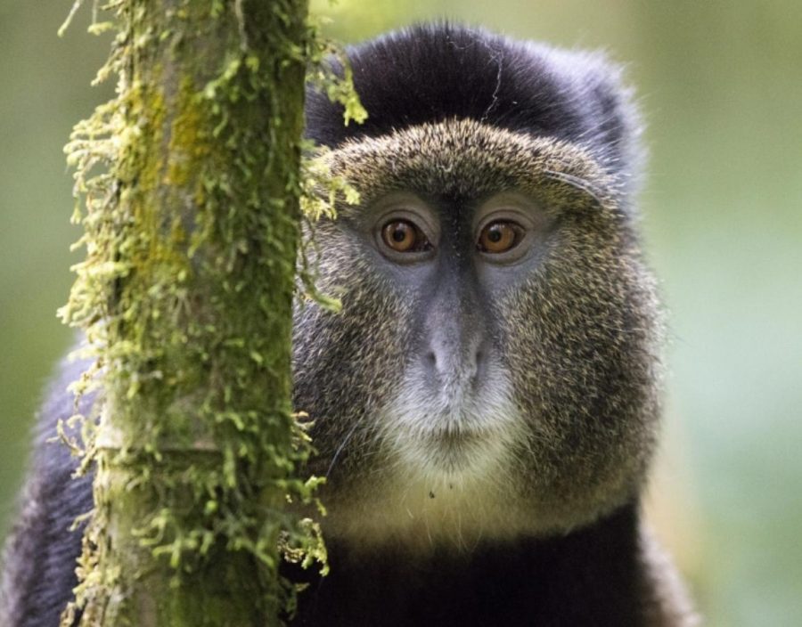 Aaron and Judi Byrne — Dawn Safaris Honeymooners